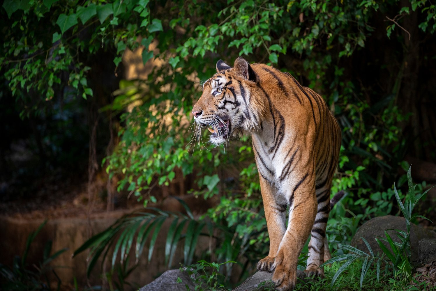 Majestic Indochinese tiger in its natural habitat