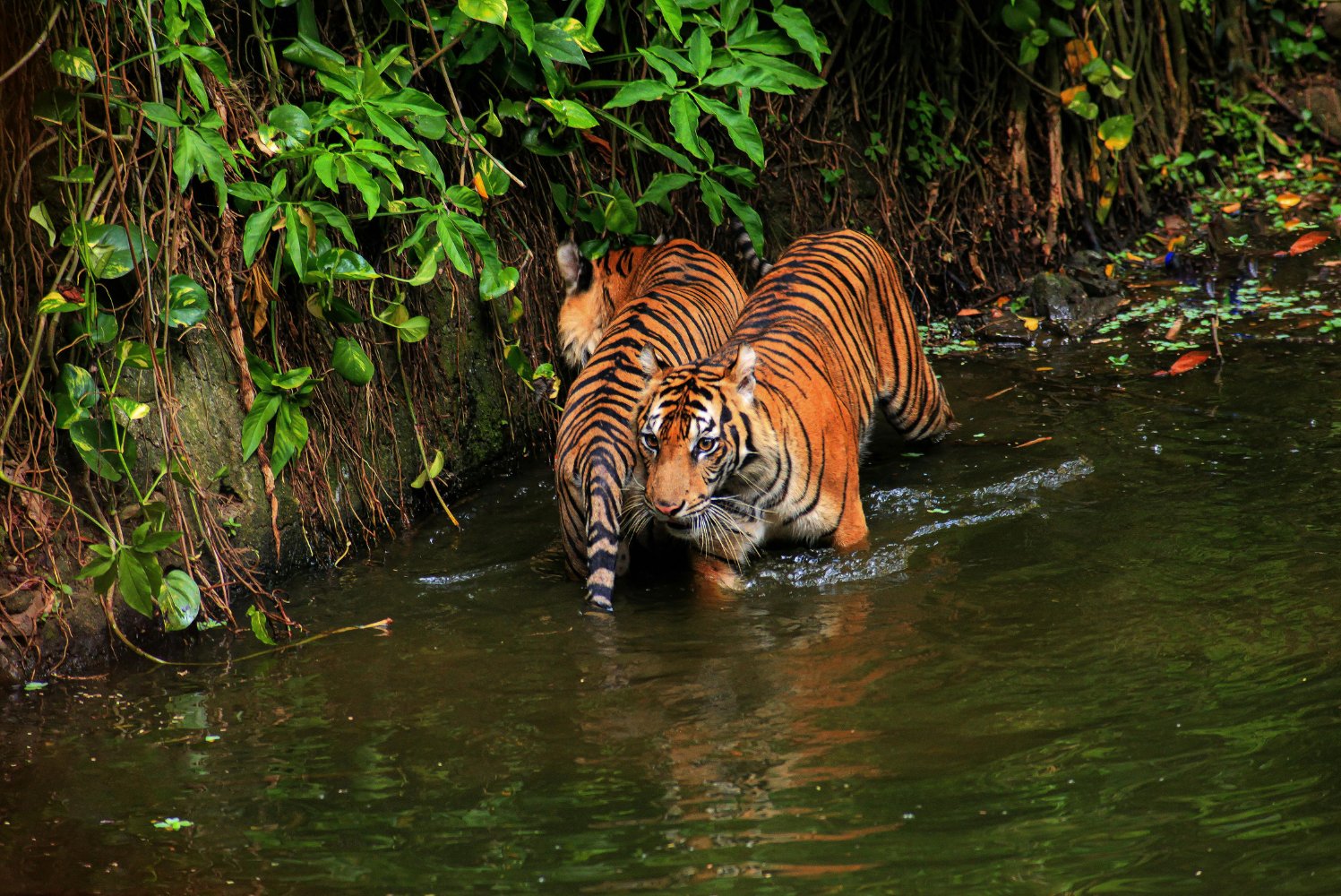 Indochinese tigers wade through a forest stream.