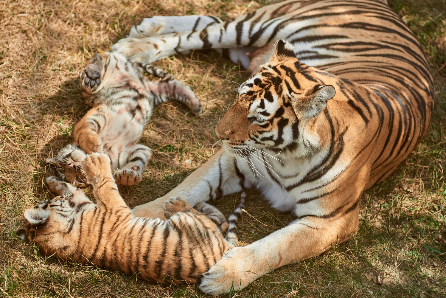 Indochinese tiger mother with cubs