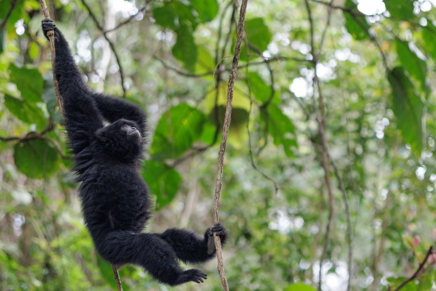 Siamang Gibbon - the largest of all gibbons.