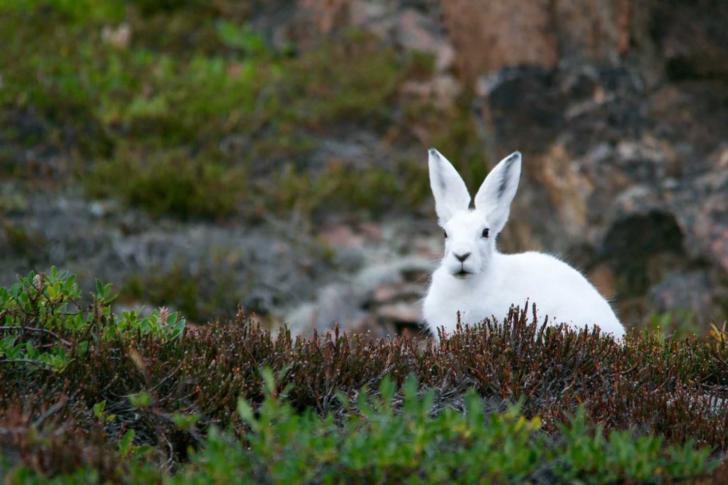 The Arctic hare has thick white fur, helping it survive extreme cold.