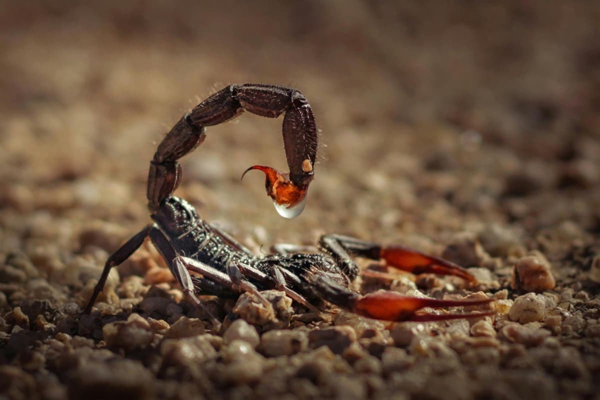 Asian forest scorpion on soil, dark body and strong claws.