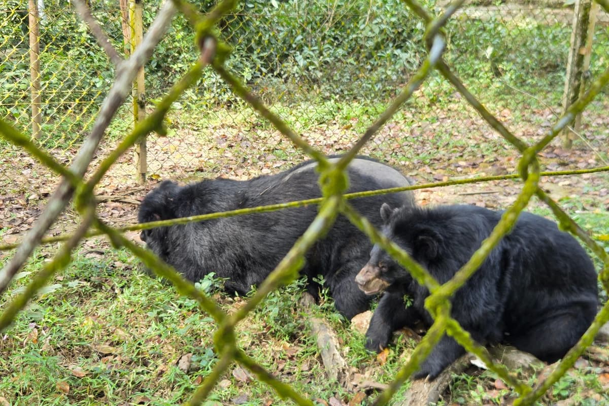 The bear in the semi-wild environment at the Cat Tien Rescue Center. Source: Tien Phong