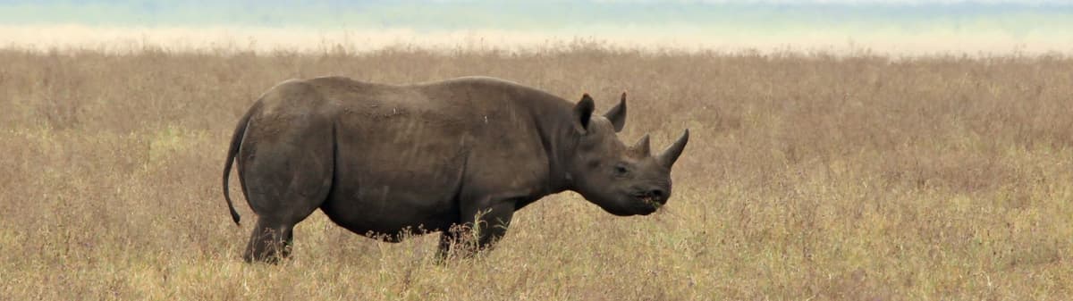 black-rhino