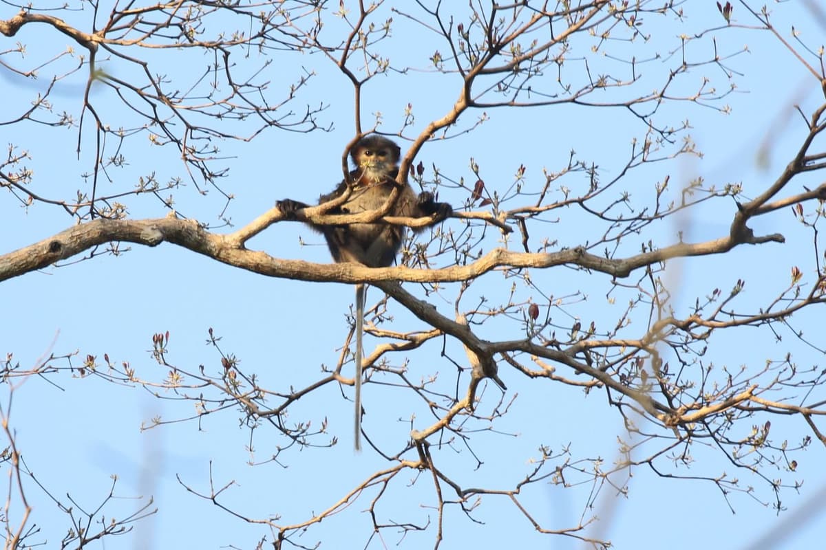 A lone douc sits on a bare branch against the blue sky.