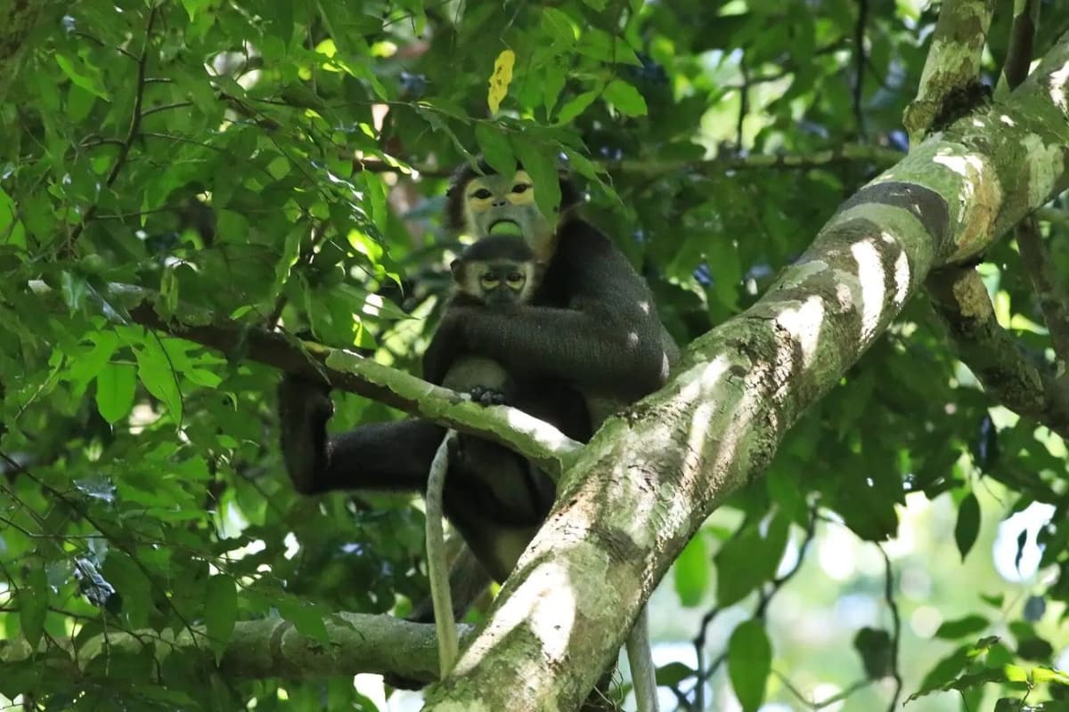 A mother and infant douc move carefully through dense foliage.