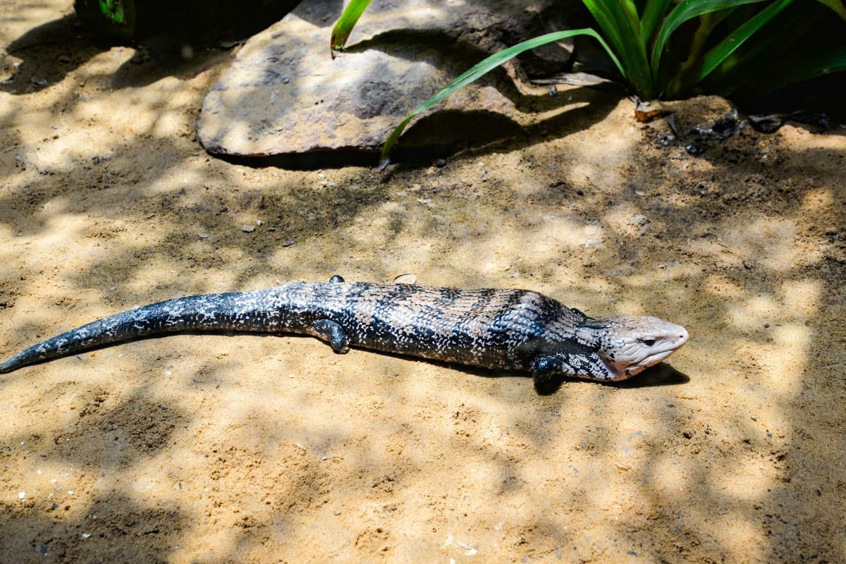 Blue-tongued skink with thick body and bright blue tongue.