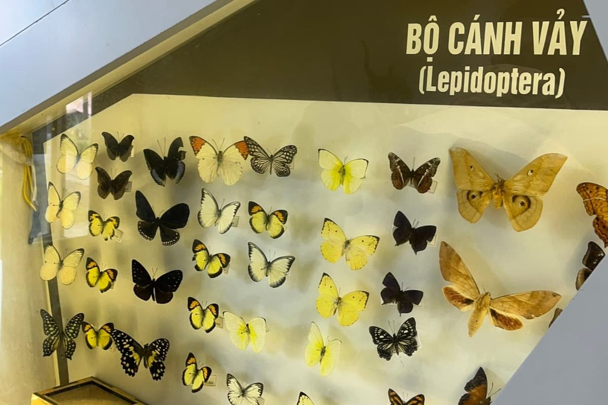 Butterfly specimens are displayed by order, creating a colorful and visually striking collection.