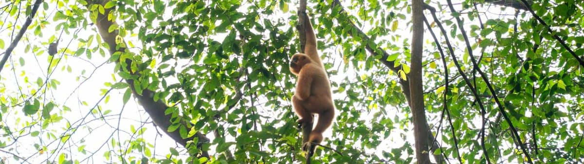 Yellow-Cheeked Gibbon in Cat Tien National Park