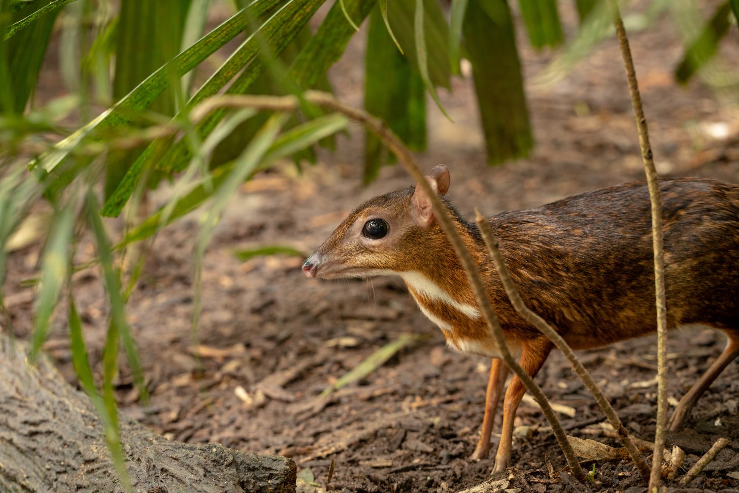 Shy and solitary, the mouse-deer moves silently through dense undergrowth.