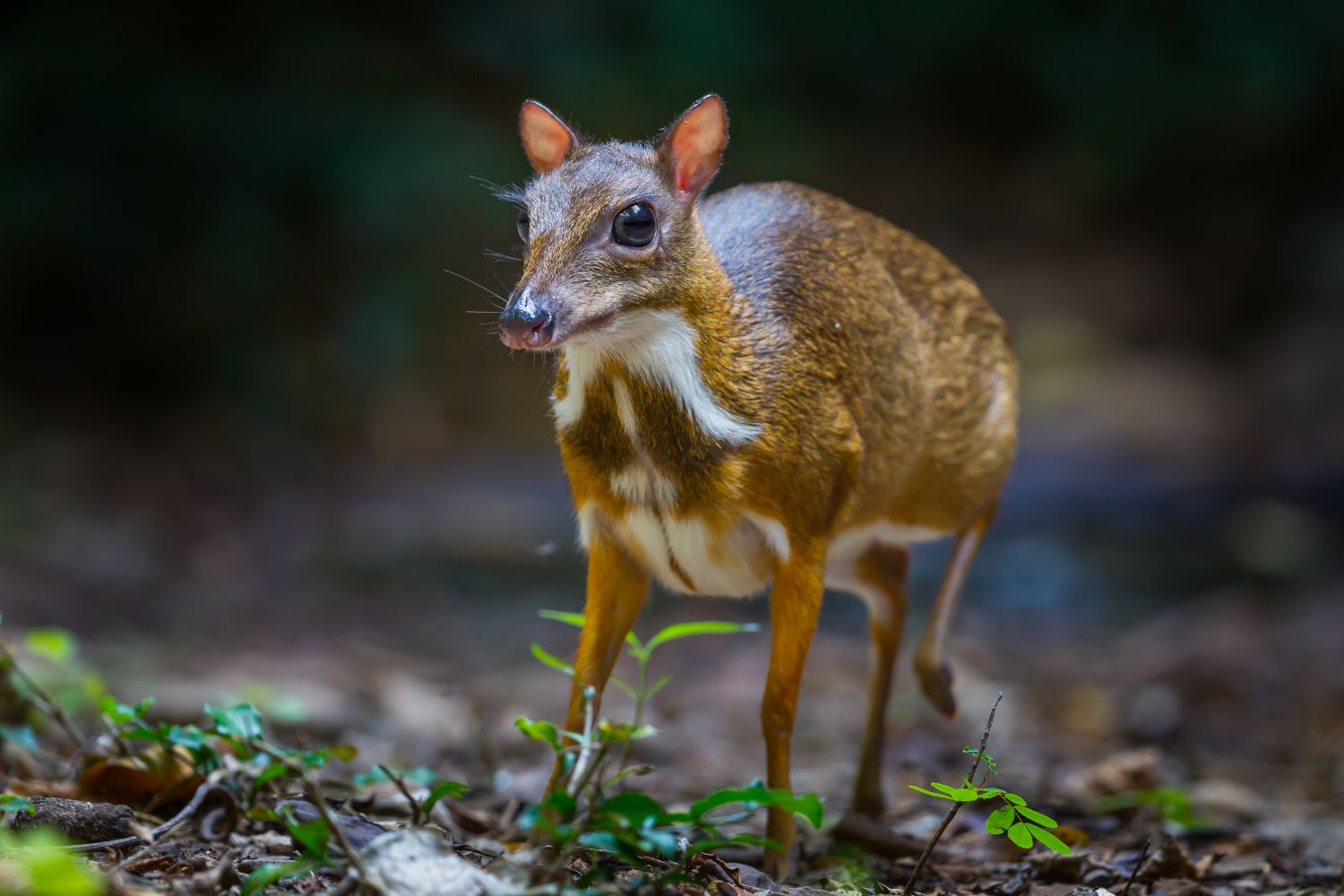 The mouse-deer is tiny, with slender legs and a spotted brown coat.