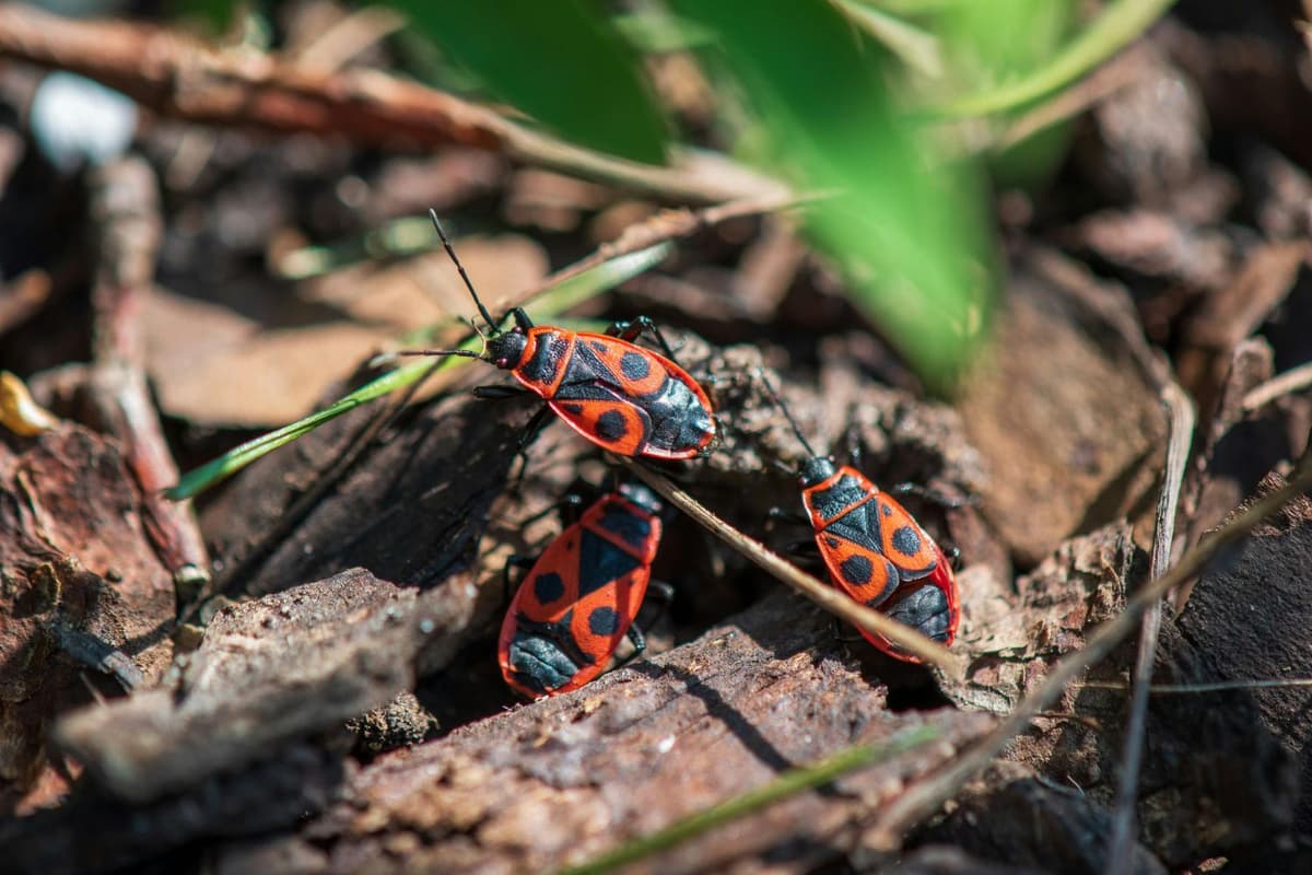 Close-up of a Firebug beetle on the forest floor.