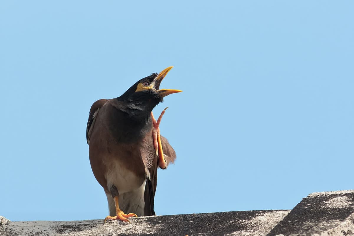 This myna shows aggressive behavior while calling loudly.