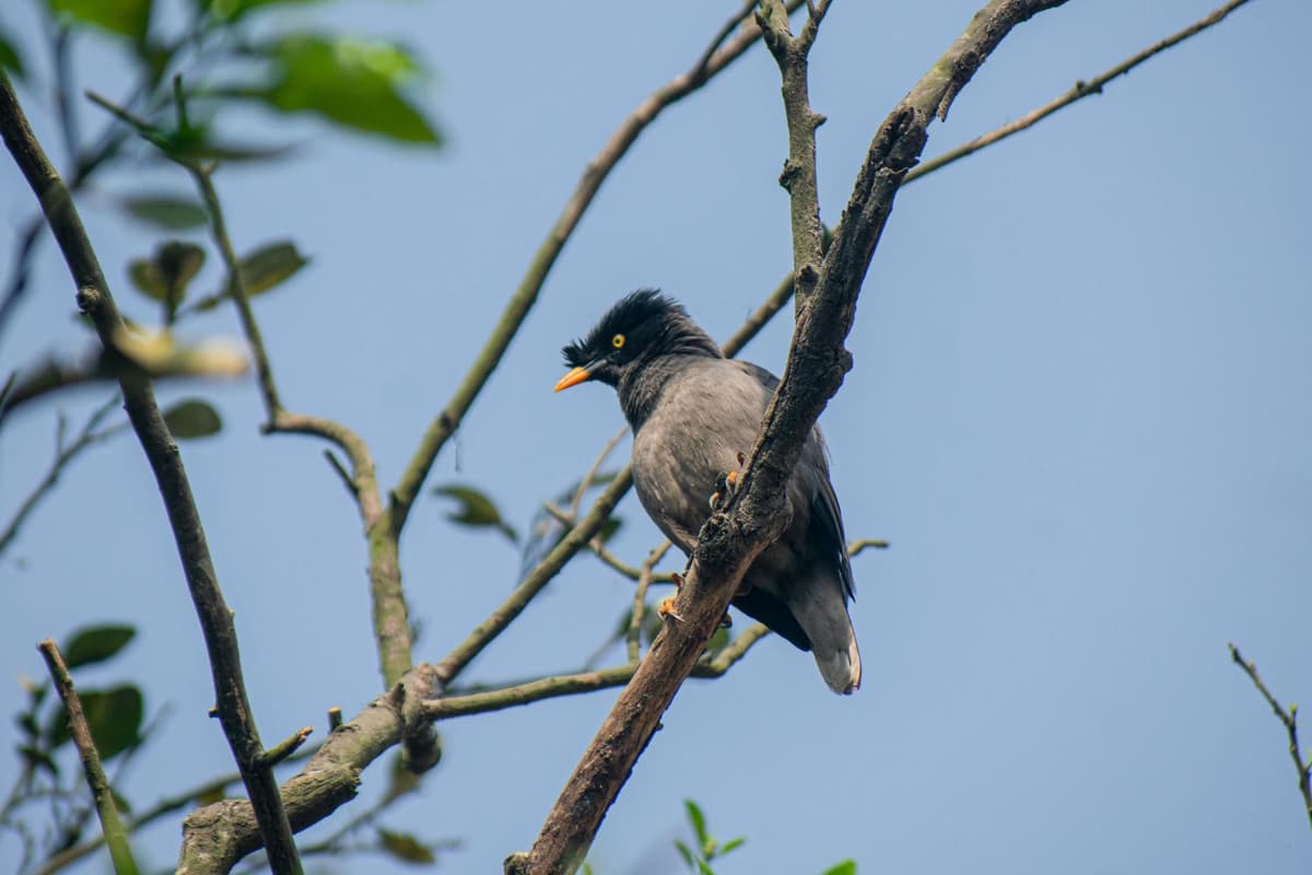 Perched on a branch, the myna scans its surroundings.