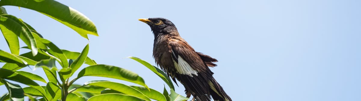 common-myna