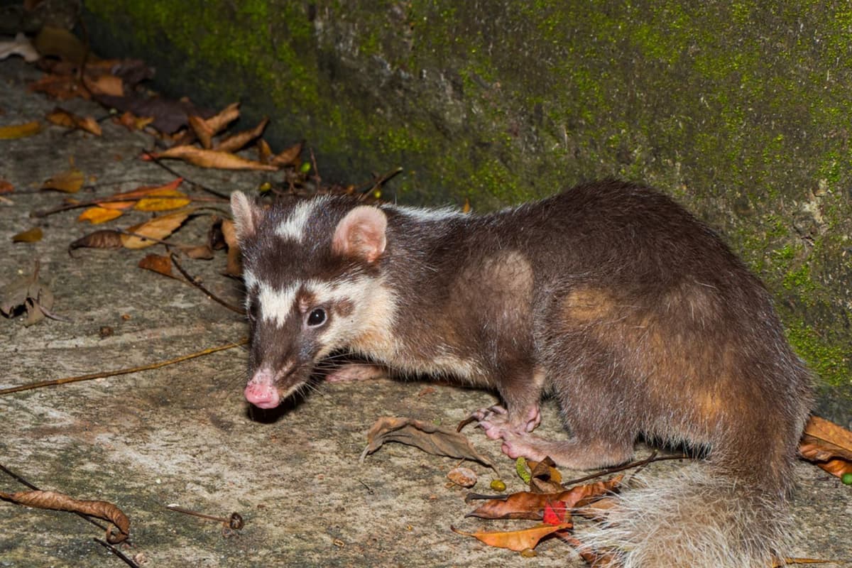 It lives in forests, digging burrows and foraging at night.