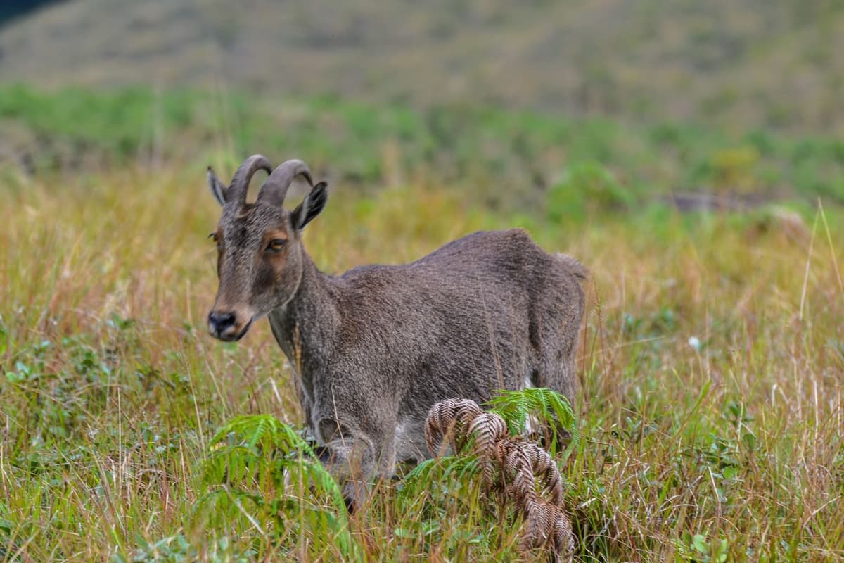 Goat appearance showing curved horns and sturdy body.