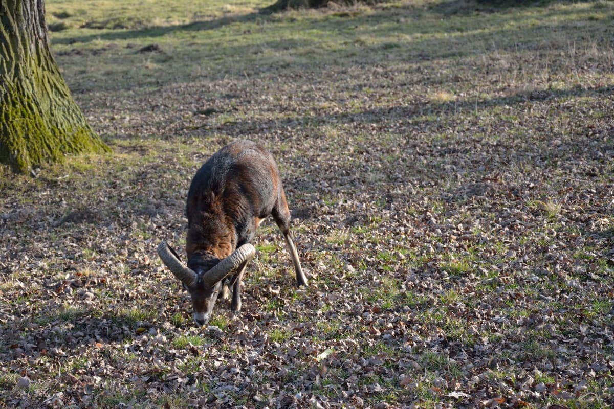 Goat eating grass in its natural habitat.