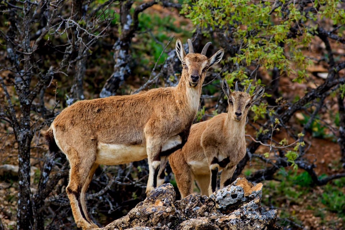 Two goats on the mountain, climbing steep rocky terrain together.