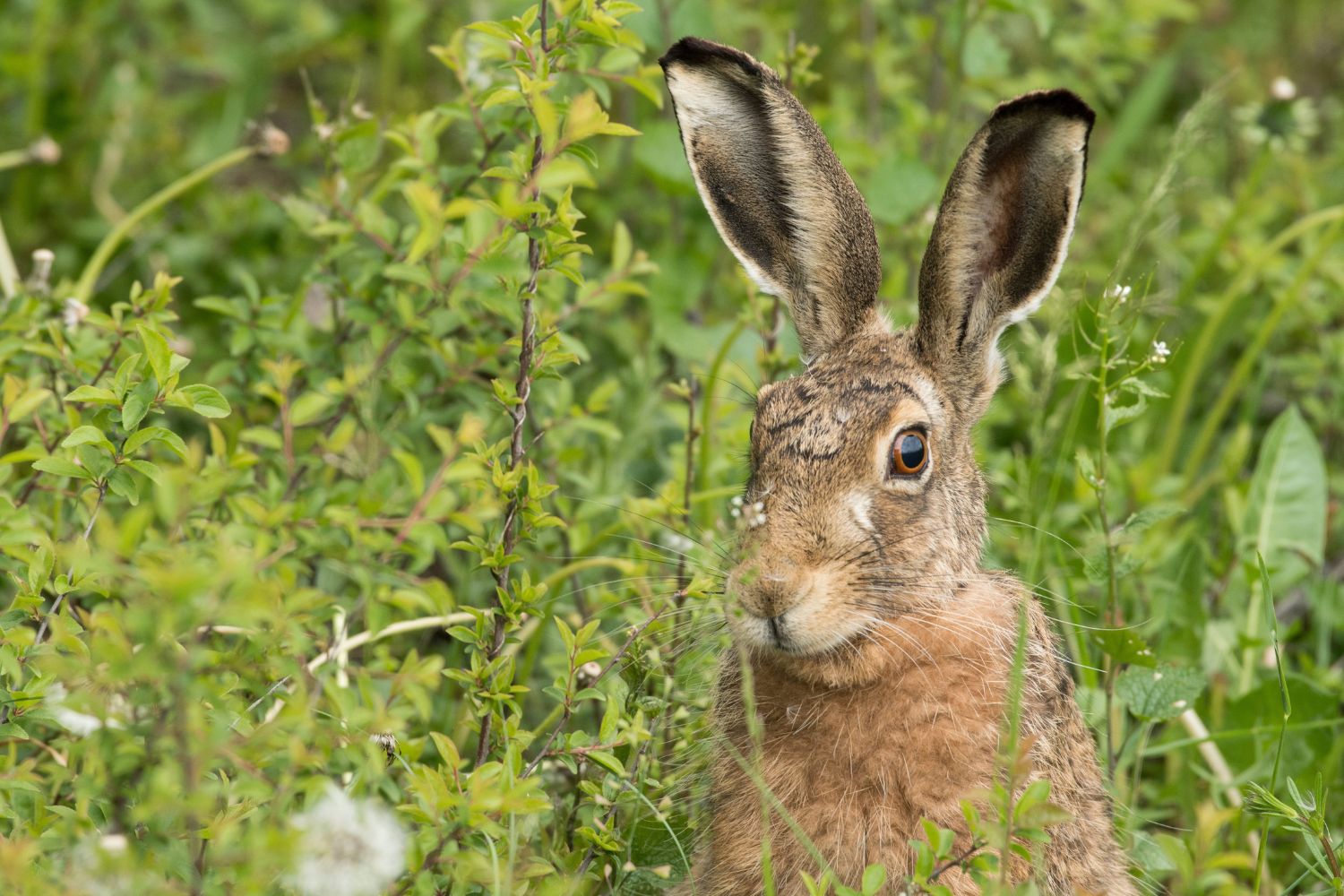 Hares have long ears, powerful hind legs, and a sleek body for speed.