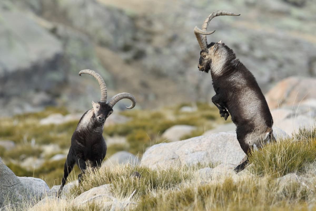Iberian ibex standing on cliffs with strong balance.