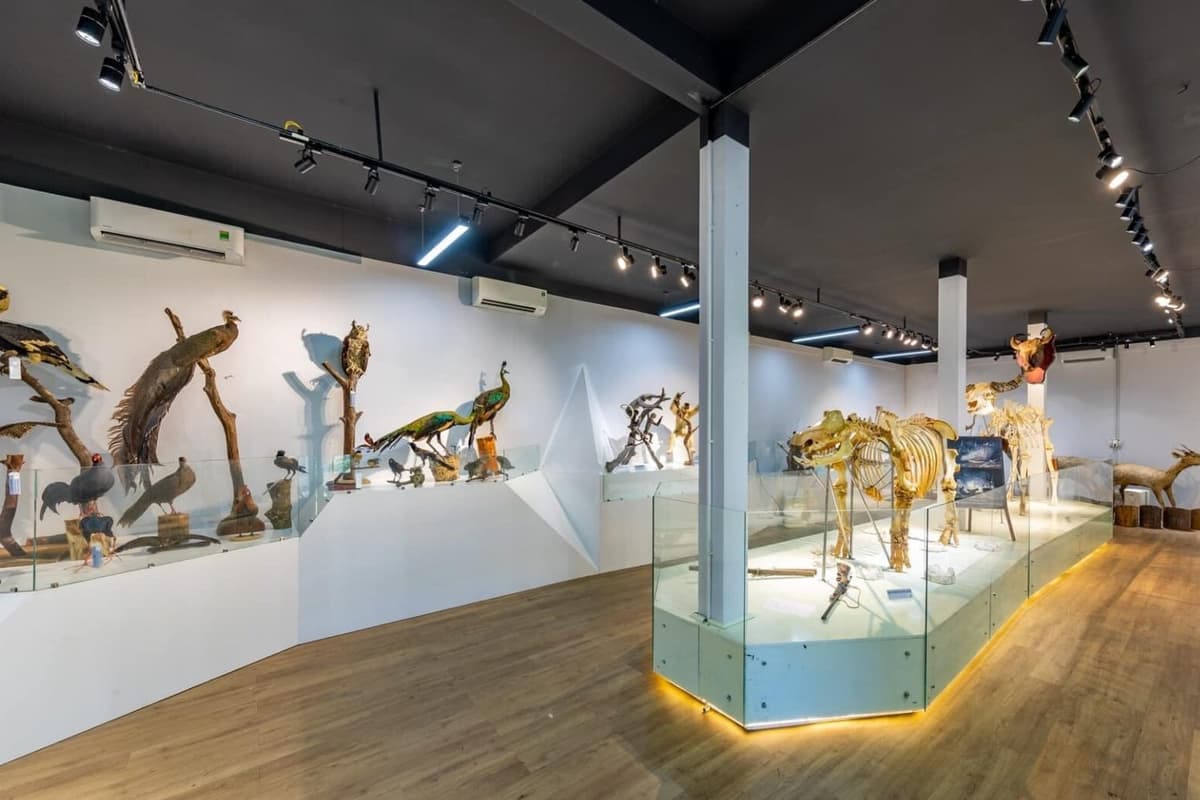 Specimens of animals found in Cat Tien, including the skeletons of a rhinoceros and a gaur. Photo source: Đại Ngàn Cát Tiên.