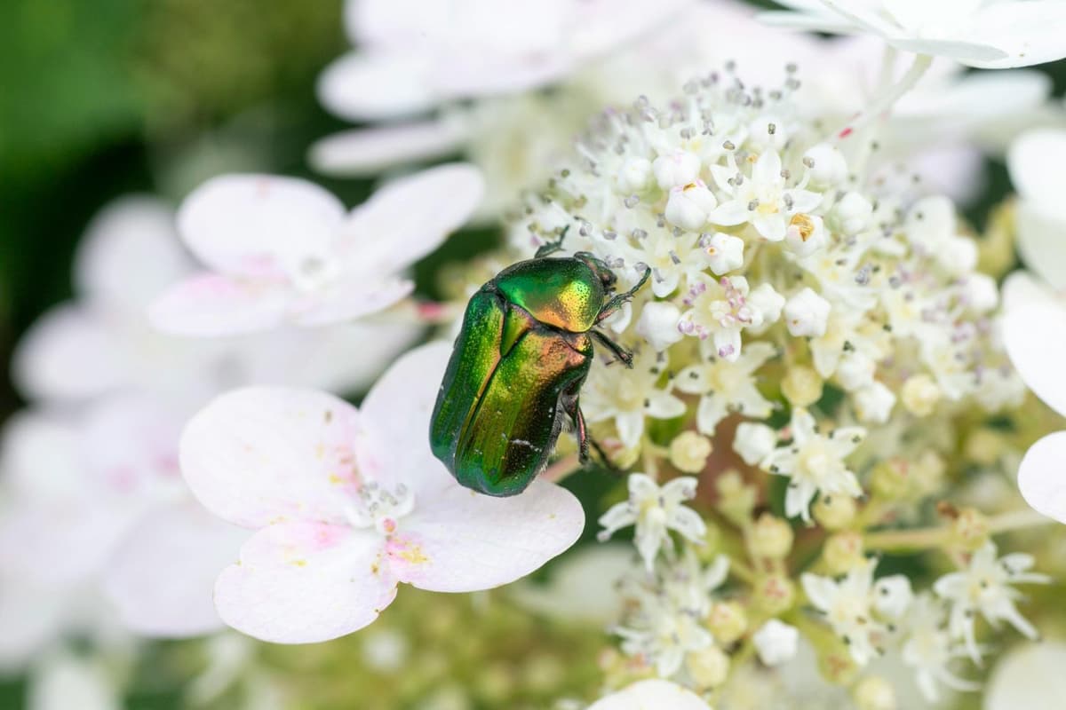 A metallic green Beetle rests on a white flower cluster.