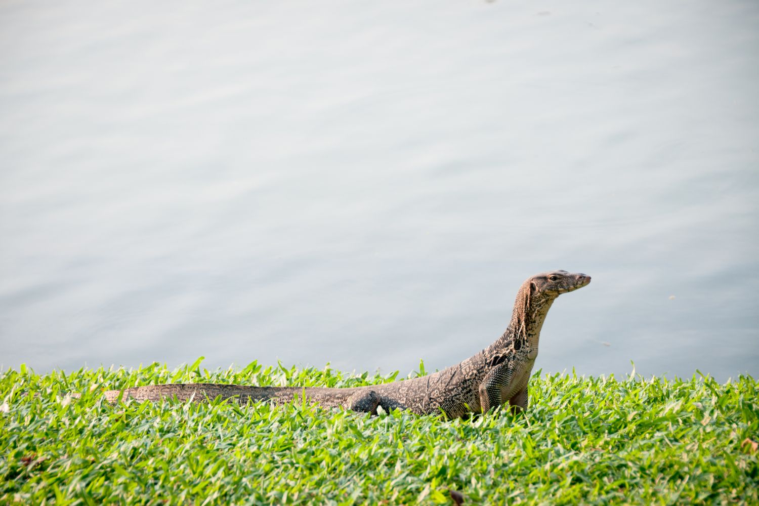 Monitor lizards have long bodies, powerful tails, and sharp claws.