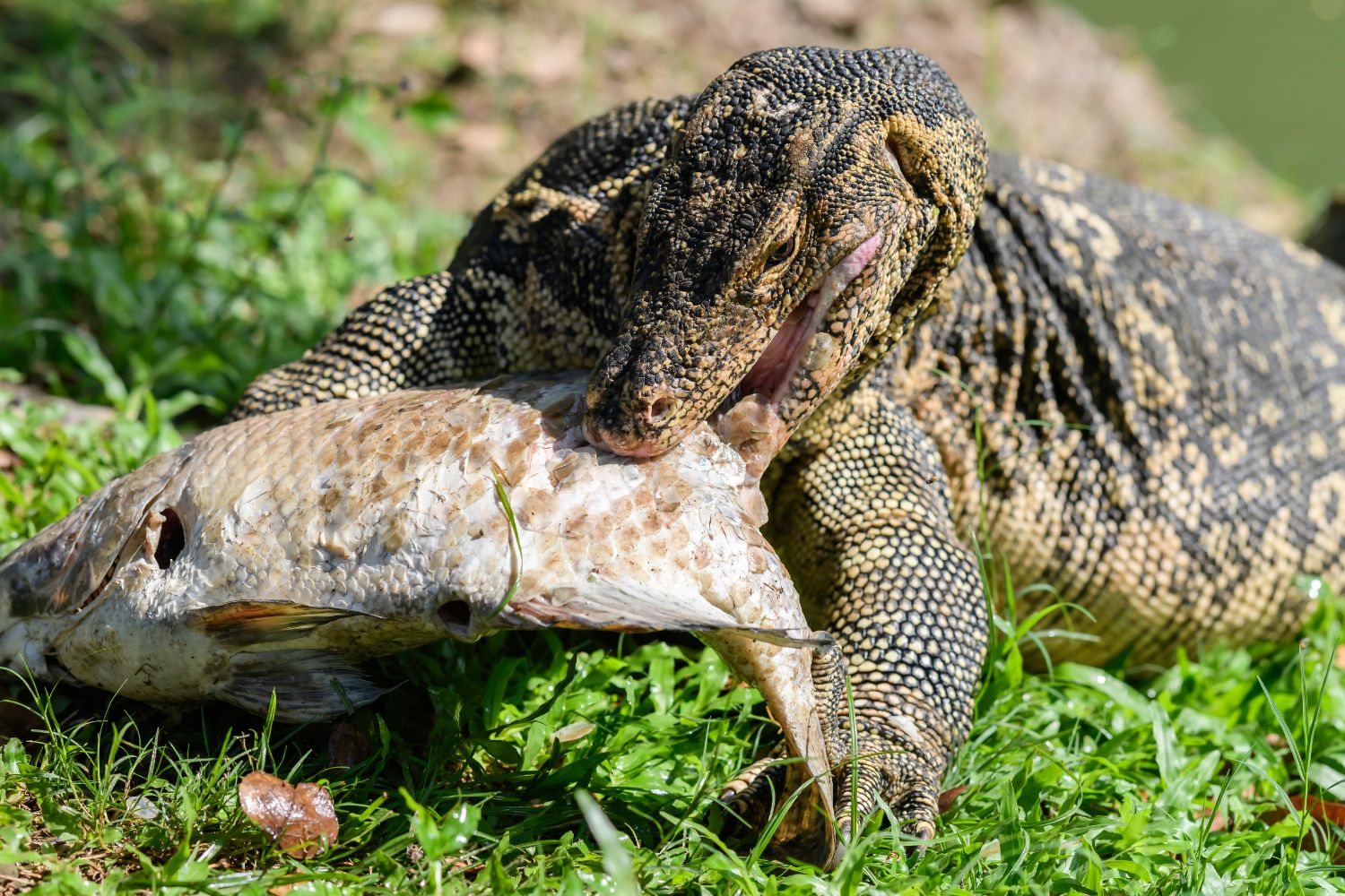 Their diet includes insects, fish, birds, eggs, and small mammals.