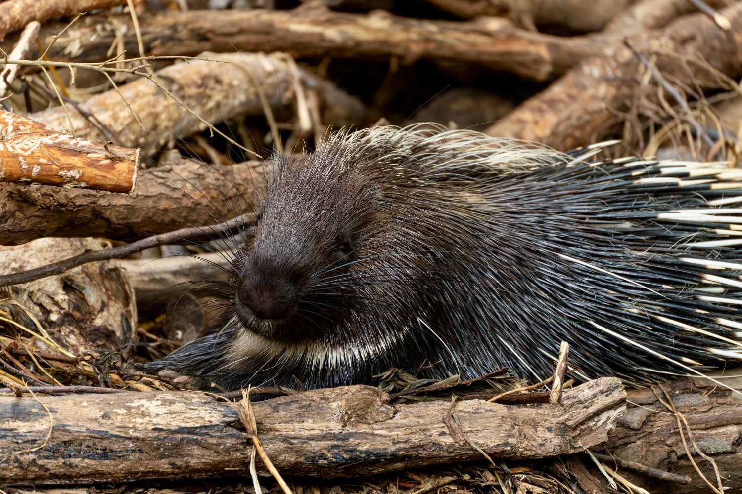 Porcupines are nocturnal, often climbing trees to forage.