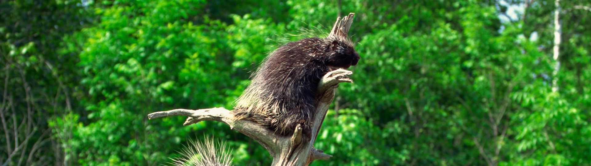 Porcupine