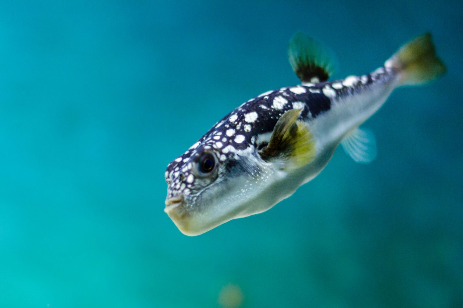 When not inflated, pufferfish appear as small, calm, and smooth creatures.