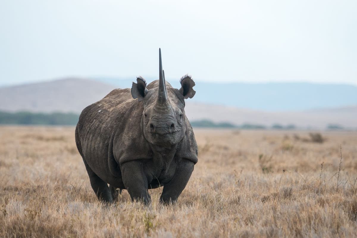 This rhino shows its strong build and iconic horn.