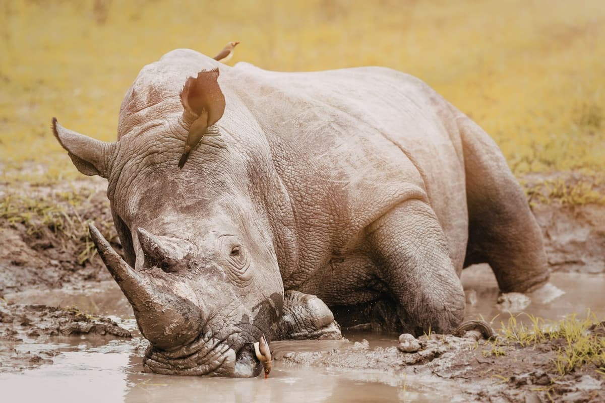 Covered in mud, the rhino cools off under the sun.