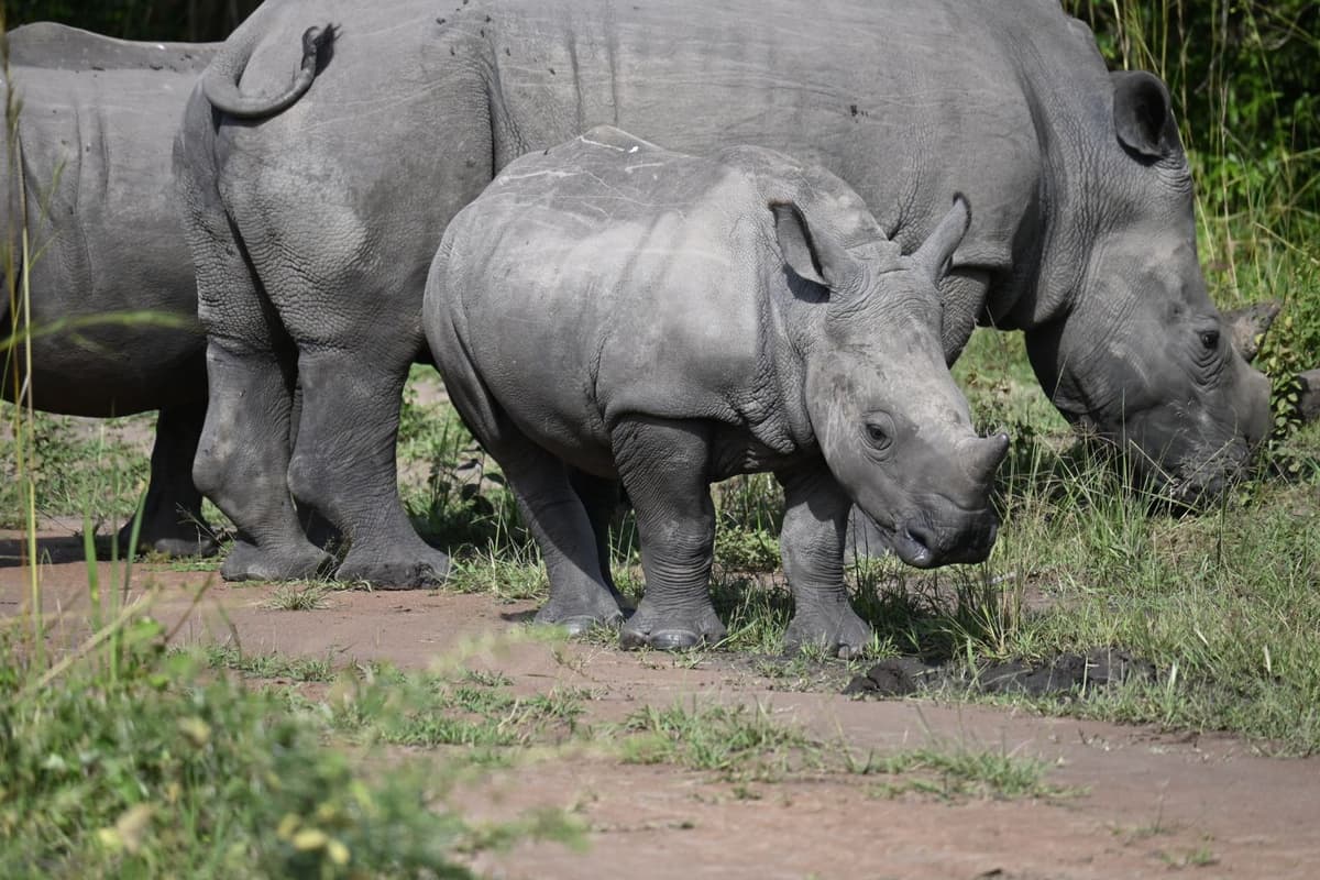 A small group of rhinos stays close together.