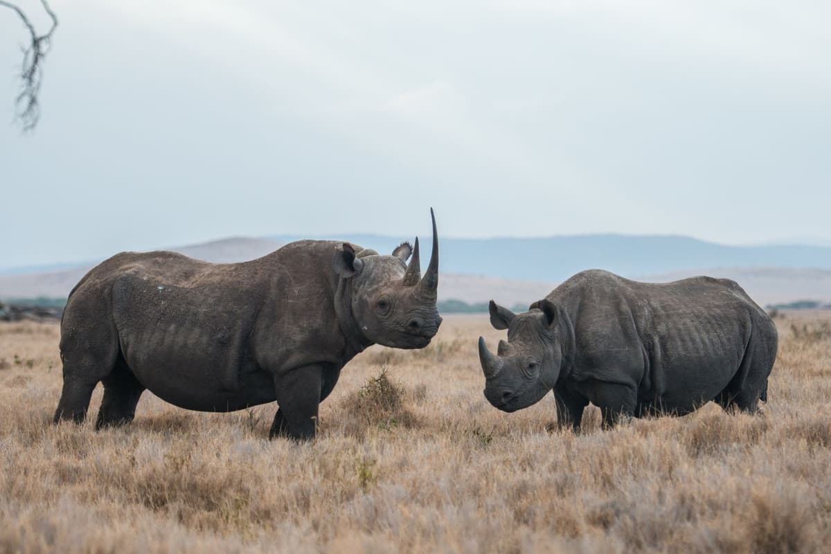 Two rhinos face each other on the grassland.