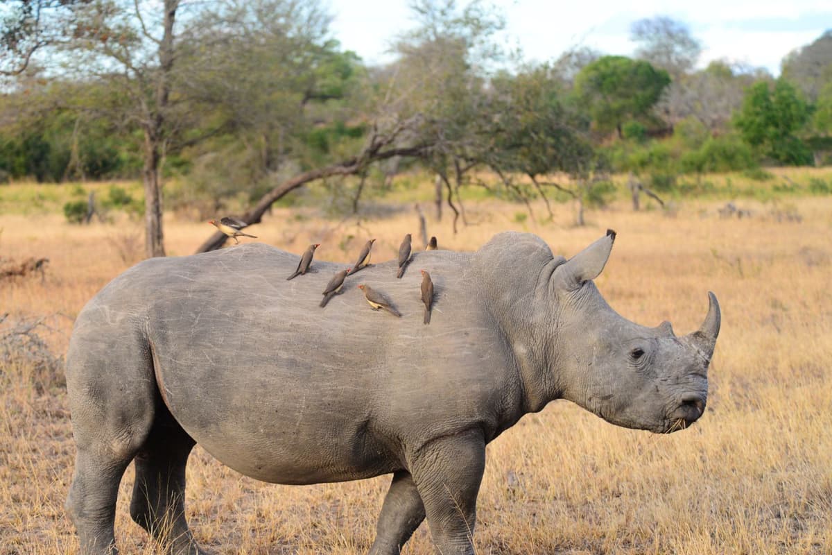 Some birds rest on the rhino, picking off parasites.