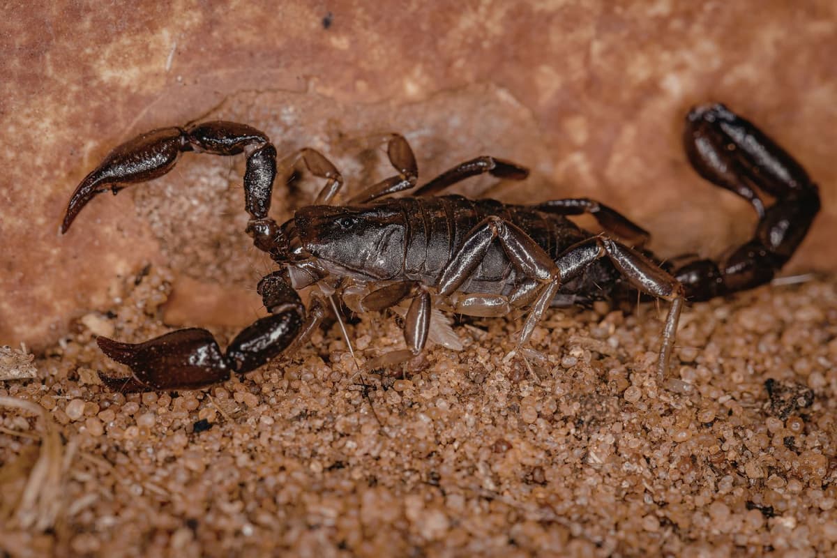 Scorpion close-up showing body texture, claws, and stinger.