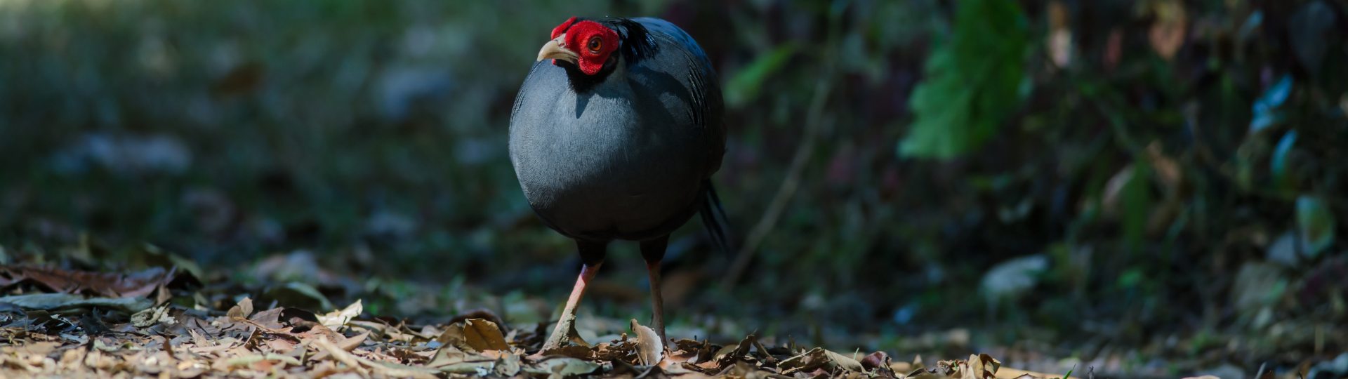 Siamese Fireback (Lophura diardi)