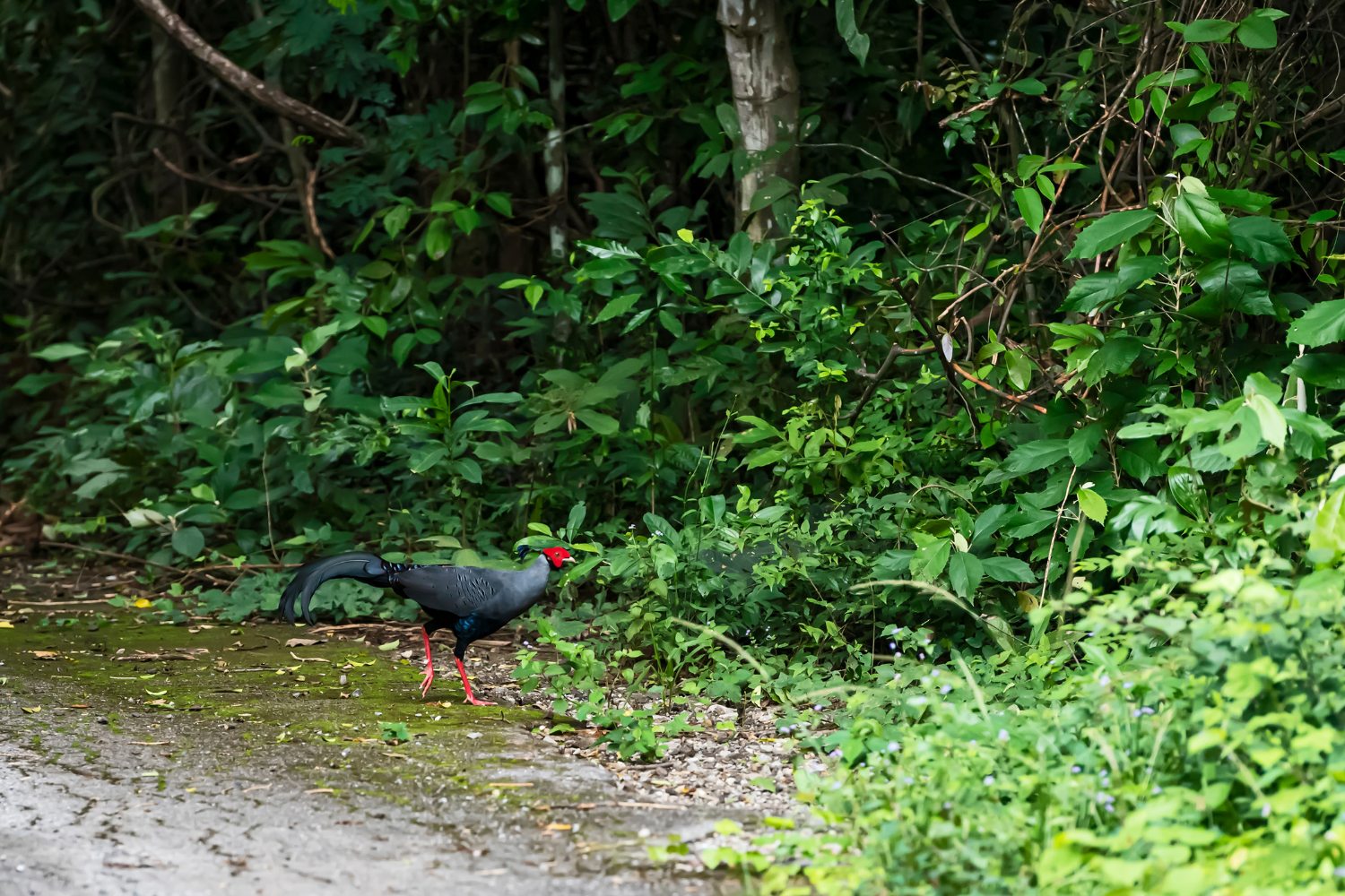 It inhabits dense forests in Southeast Asia, especially in Thailand and Laos.