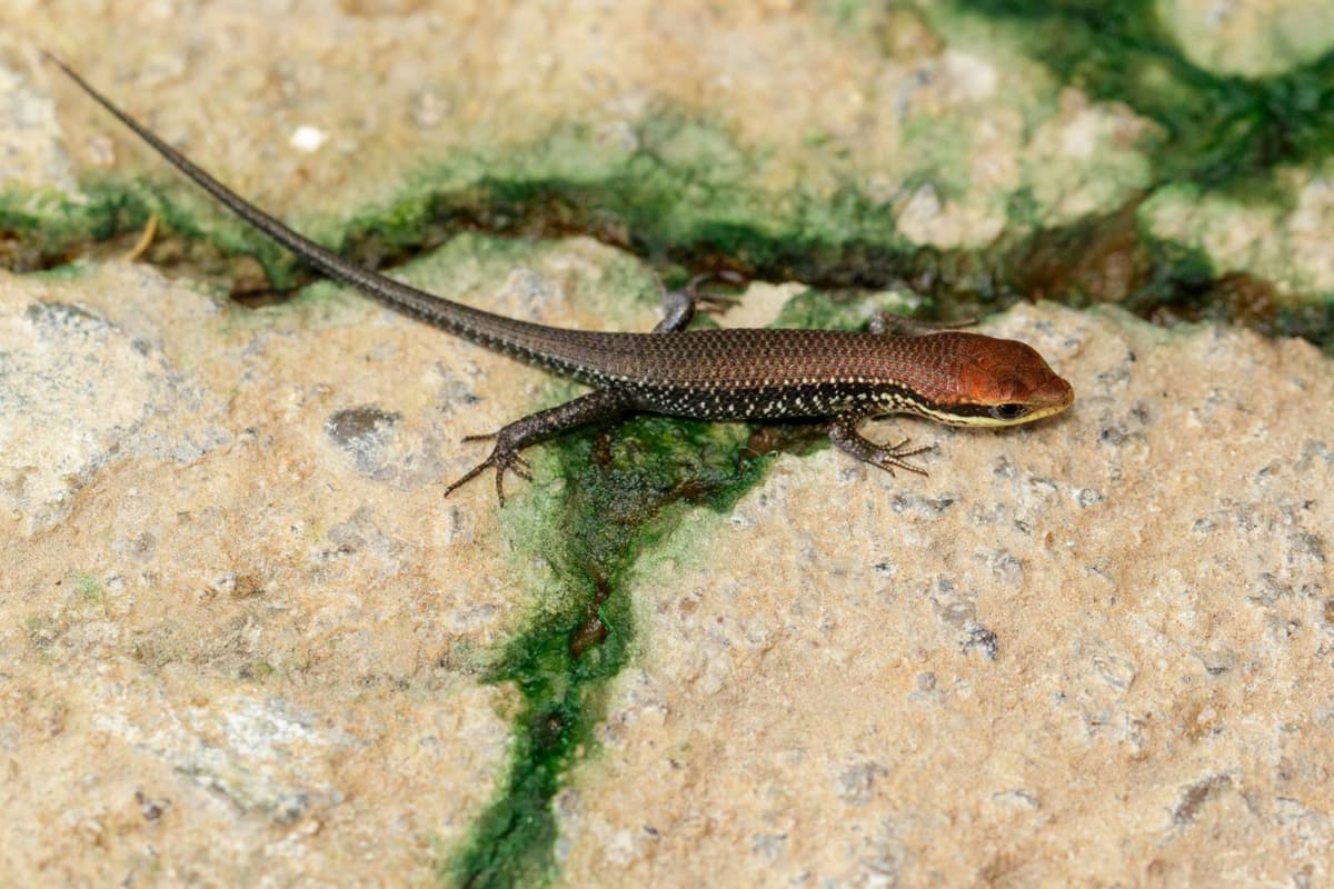 Skink (Scincidae) showing smooth scales and slender body.