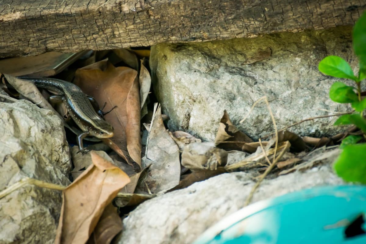 Skink in habitat, hiding among rocks and plants.