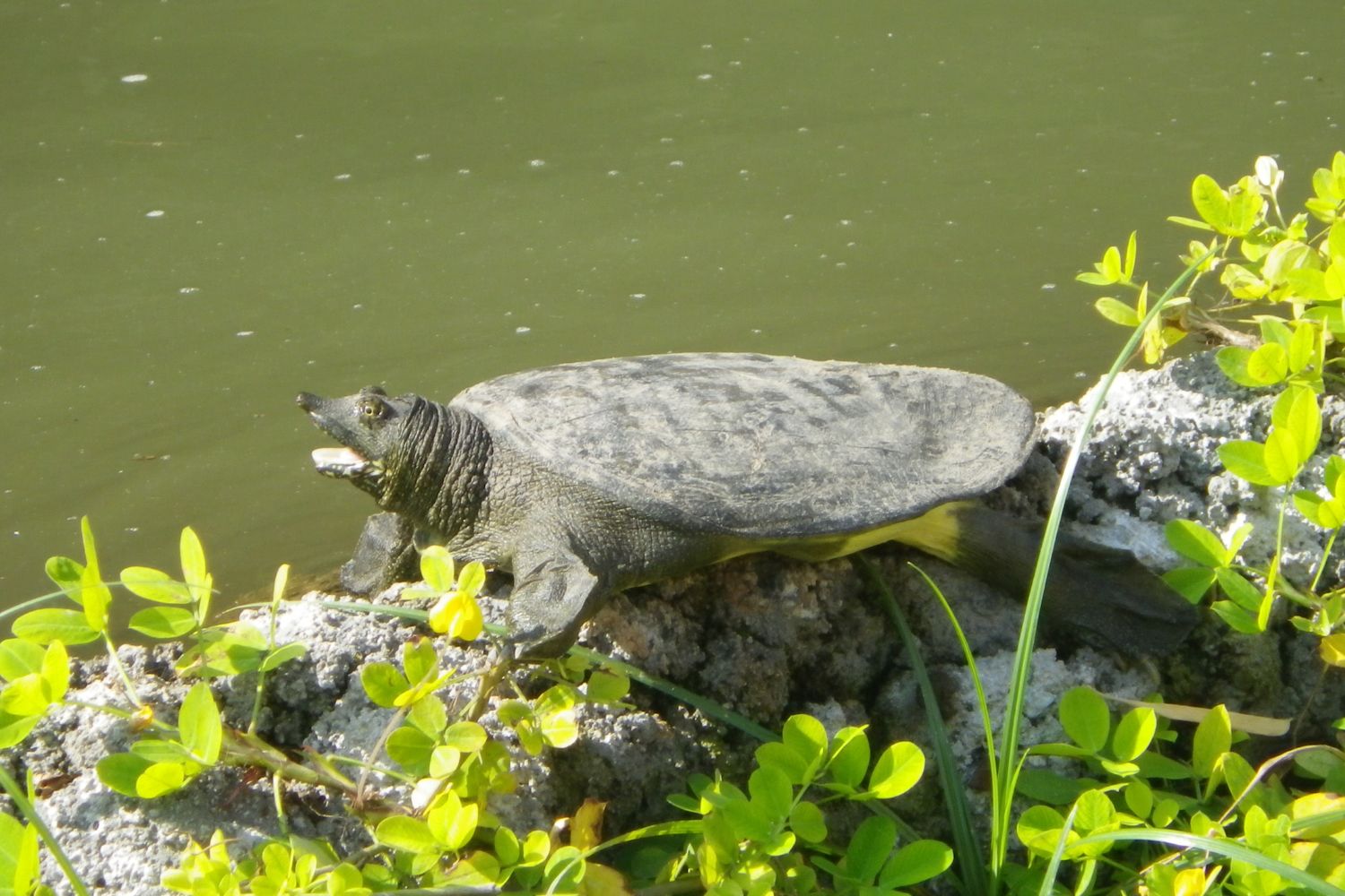 Softshell turtles are active hunters, often burying themselves in sand to ambush prey.