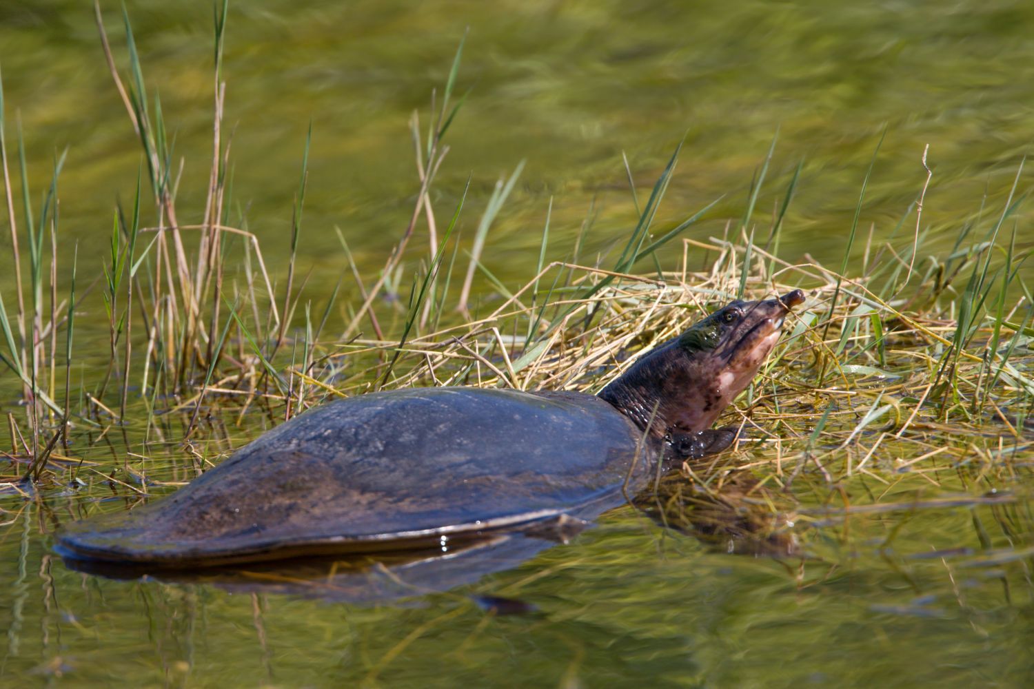 Softshell turtles live in slow-moving rivers, lakes, and sandy freshwater habitats.