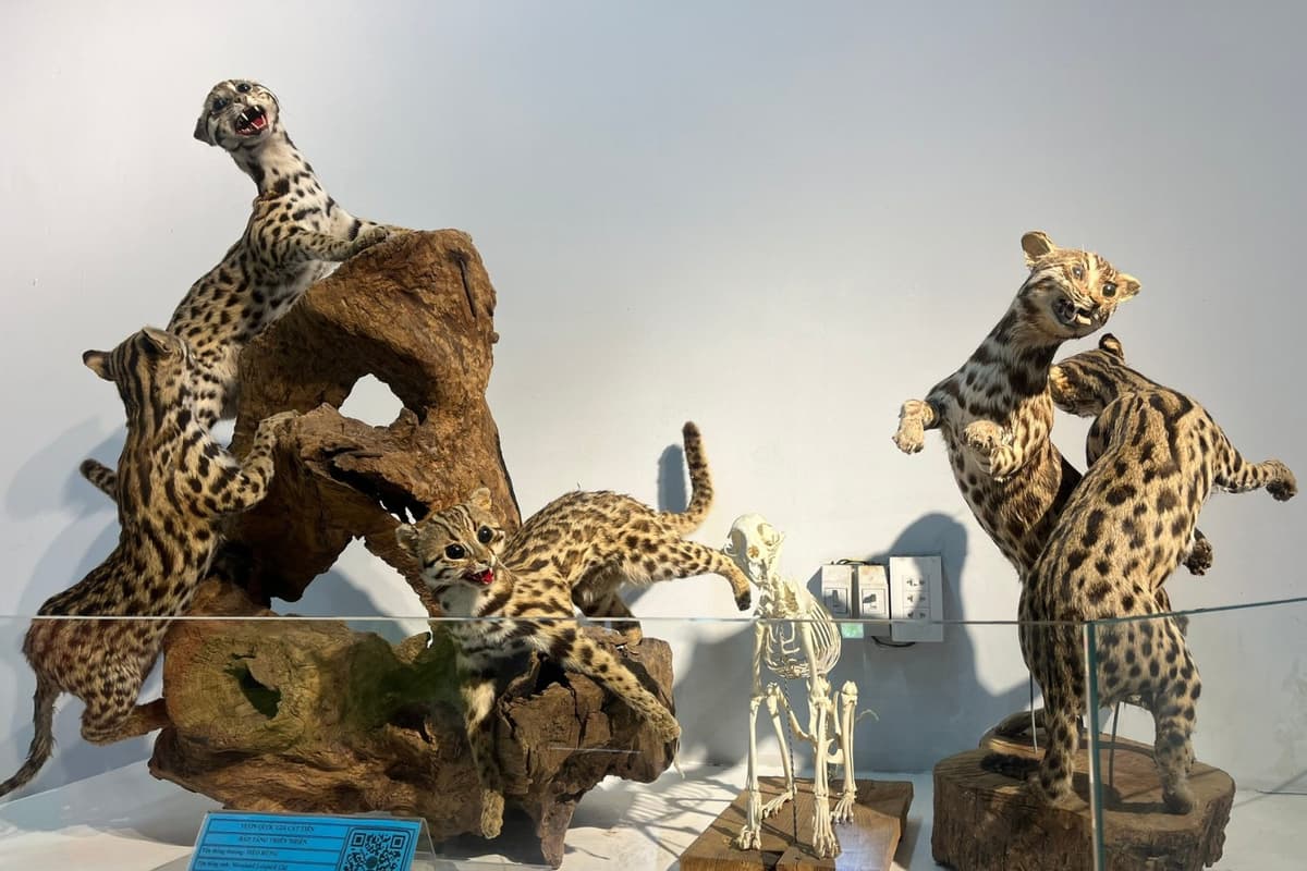 Specimens of wild cat species found in Cat Tien.