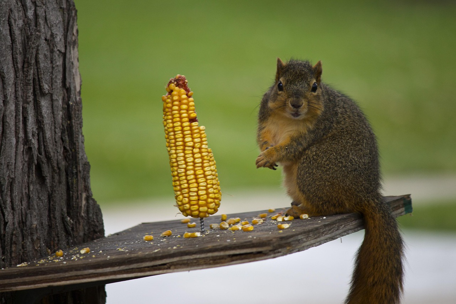 Squirrel eating corn on a wooden feeder platform.