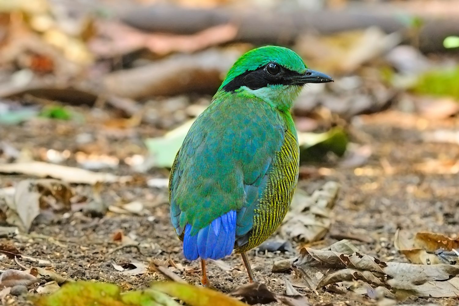 The male has a bright turquoise crown.