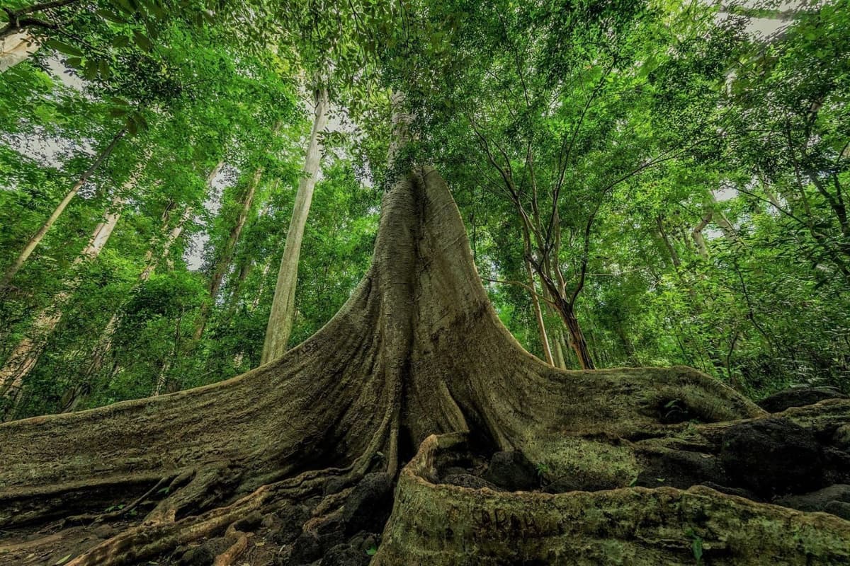 You can trek to the ancient Tung tree to witness its massive size. Soure: The Cat Tien National Park