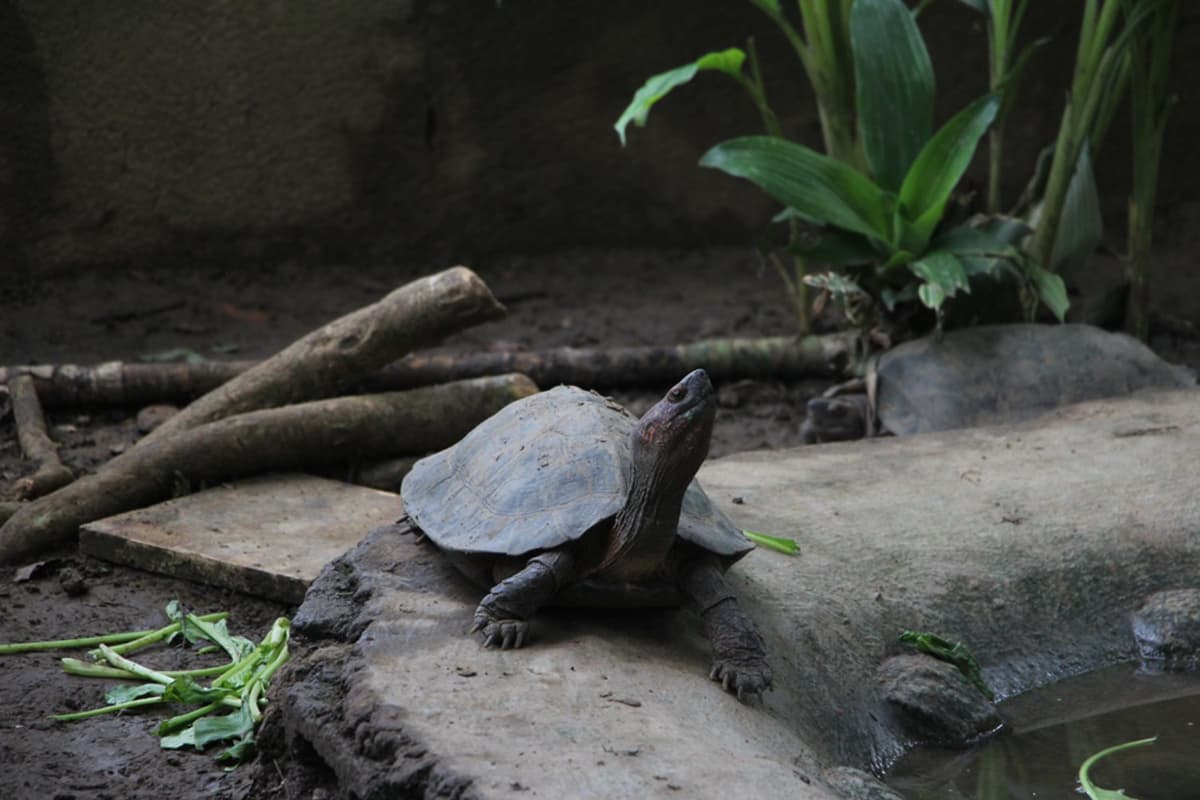 Turtles living at the Cat Tien Wildlife Rescue Center. Source: Tien Phong