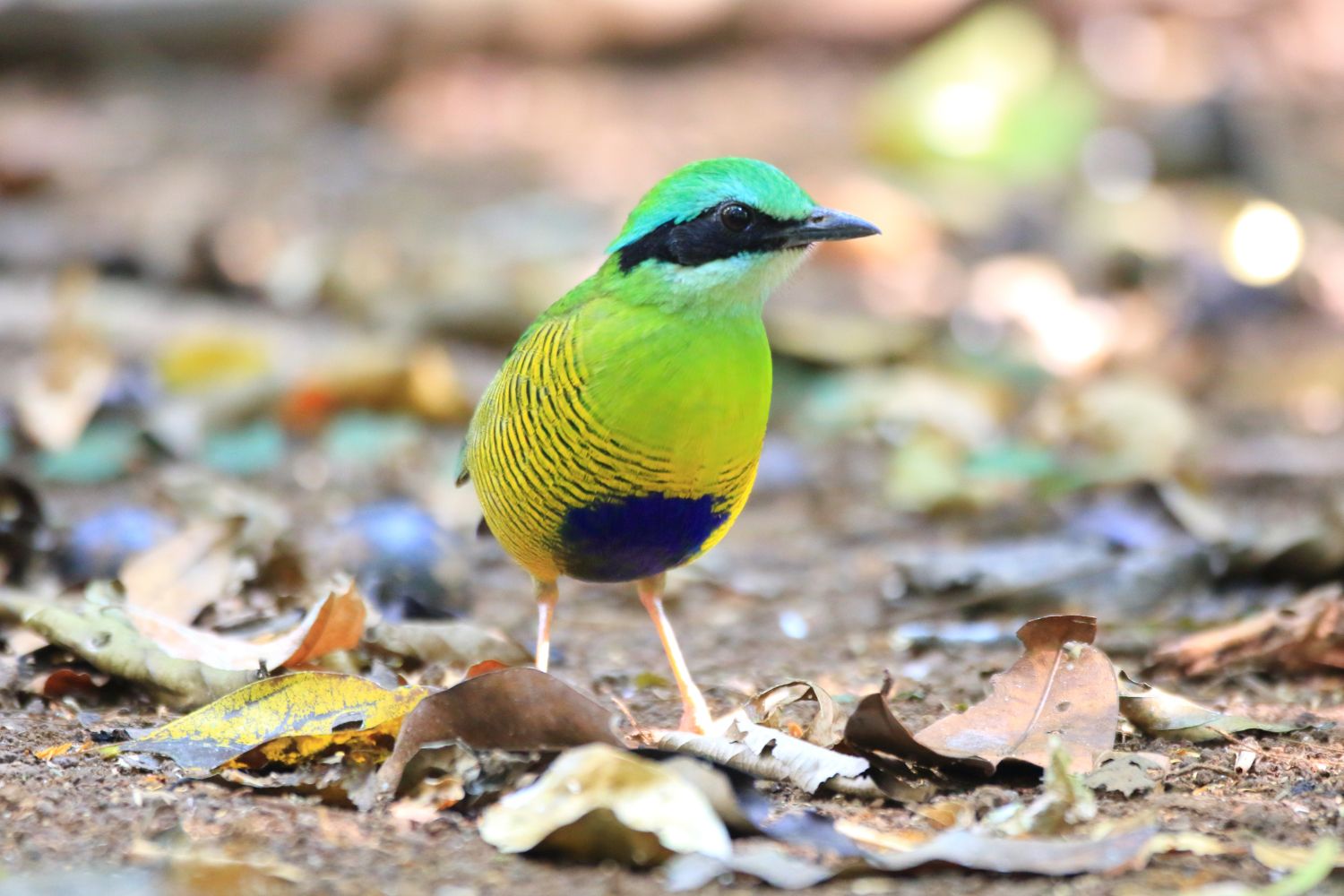 Because of its colorful appearance, the Bar-bellied Pitta attracts birdwatchers in Cat Tien National Park.